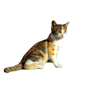A Calico Cat Sits On A Rooftop With A Blue Sky Backdrop, Perfect For Pet And Nature Themes. 17978 - Cat PNG image with transparent background